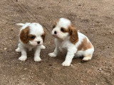 2 chiots Cavalier King Charles non LOF disponibles fin mai 2026