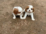 2 chiots Cavalier King Charles non LOF disponibles fin mai 2026