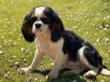 2 chiots Cavalier King Charles non LOF disponibles fin mai 2026