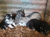 Portée de 4 chiots Husky Sibérien non LOF nés en avril 2026 à vendre