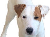 7 chiots Parson Russell Terrier non LOF nés en mai 2026 à réserver