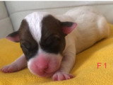 7 chiots Parson Russell Terrier non LOF nés en mai 2026 à réserver