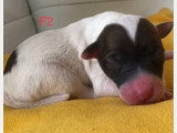 7 chiots Parson Russell Terrier non LOF nés en mai 2026 à réserver