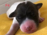 7 chiots Parson Russell Terrier non LOF nés en mai 2026 à réserver