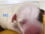 7 chiots Parson Russell Terrier non LOF nés en mai 2026 à réserver