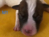 7 chiots Parson Russell Terrier non LOF nés en mai 2026 à réserver