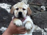 2 chiots Retriever du Labrador mâles à réserver LOF, nés en mars 2026