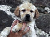 2 chiots Retriever du Labrador mâles à réserver LOF, nés en mars 2026