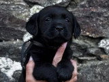 2 chiots Retriever du Labrador mâles à réserver LOF, nés en mars 2026