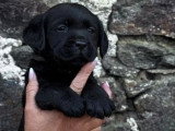 2 chiots Retriever du Labrador mâles à réserver LOF, nés en mars 2026