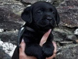 2 chiots Retriever du Labrador mâles à réserver LOF, nés en mars 2026