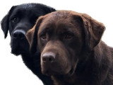6 chiots Retriever du Labrador LOF à réserver, naissance prévue pour juin 2026