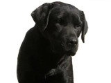 6 chiots Retriever du Labrador LOF à réserver, naissance prévue pour juin 2026