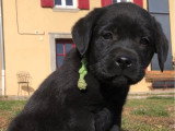 6 chiots Retriever du Labrador LOF à réserver, naissance prévue pour juin 2026