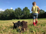 6 chiots Retriever du Labrador LOF à réserver, naissance prévue pour juin 2026