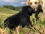 6 chiots Retriever du Labrador LOF à réserver, naissance prévue pour juin 2026