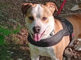 Chien Bouledogue Anglais à donner