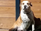 Chien Bouledogue Anglais à donner
