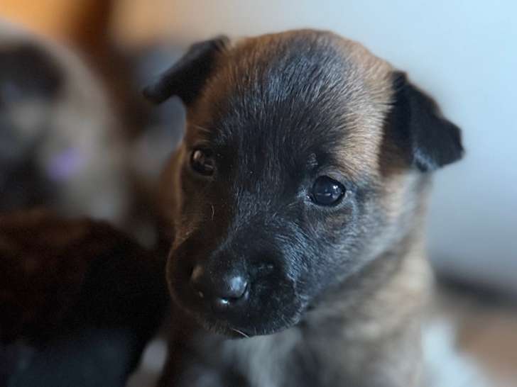 Chiots Malinois à vendre