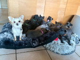 Chiots Malinois à vendre