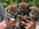 4 chiots Shiba mâles à réserver LOF à vendre