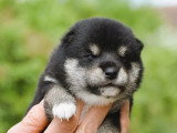 4 chiots Shiba mâles à réserver LOF à vendre