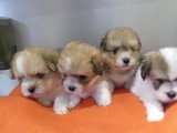4 chiots Cotons de Tuléar à vendre inscrits au LOF, nés en mars 2026