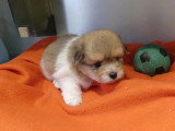4 chiots Cotons de Tuléar à vendre inscrits au LOF, nés en mars 2026