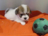 4 chiots Cotons de Tuléar à vendre inscrits au LOF, nés en mars 2026