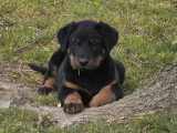 7 chiots Beaucerons noir et feu LOF d'avril 2026 à réserver