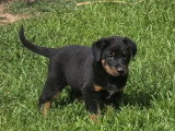 7 chiots Beaucerons noir et feu LOF d'avril 2026 à réserver