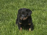 7 chiots Beaucerons noir et feu LOF d'avril 2026 à réserver