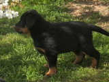 7 chiots Beaucerons noir et feu LOF d'avril 2026 à réserver