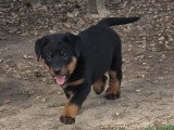 7 chiots Beaucerons noir et feu LOF d'avril 2026 à réserver