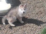 Chiot femelle Husky de Sibérie non LOF gris loup à vendre