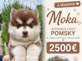 4 chiots femelles Pomsky non LOF nés en mars 2026 à vendre