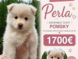 4 chiots femelles Pomsky non LOF nés en mars 2026 à vendre