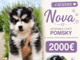 4 chiots femelles Pomsky non LOF nés en mars 2026 à vendre