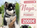 4 chiots femelles Pomsky non LOF nés en mars 2026 à vendre