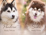 4 chiots femelles Pomsky non LOF nés en mars 2026 à vendre