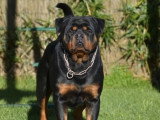 11 chiots Rottweiler à réserver LOF nés en mai 2026
