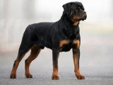 11 chiots Rottweiler à réserver LOF nés en mai 2026