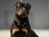 11 chiots Rottweiler à réserver LOF nés en mai 2026