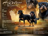 11 chiots Rottweiler à réserver LOF nés en mai 2026