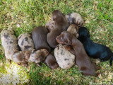 8 chiots Teckel Nain Poil Long non LOF d'avril 2026 à réserver