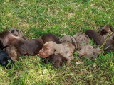 8 chiots Teckel Nain Poil Long non LOF d'avril 2026 à réserver