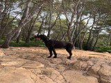 Chien Braque Allemand à Poil Court mâle à donner