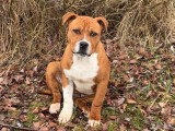 Chiot mâle American Staffordshire Terrier à vendre