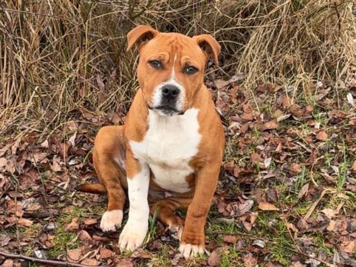 Chiot mâle American Staffordshire Terrier à vendre