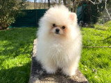 1 chiot Spitz nain à vendre non LOF né en mars 2026